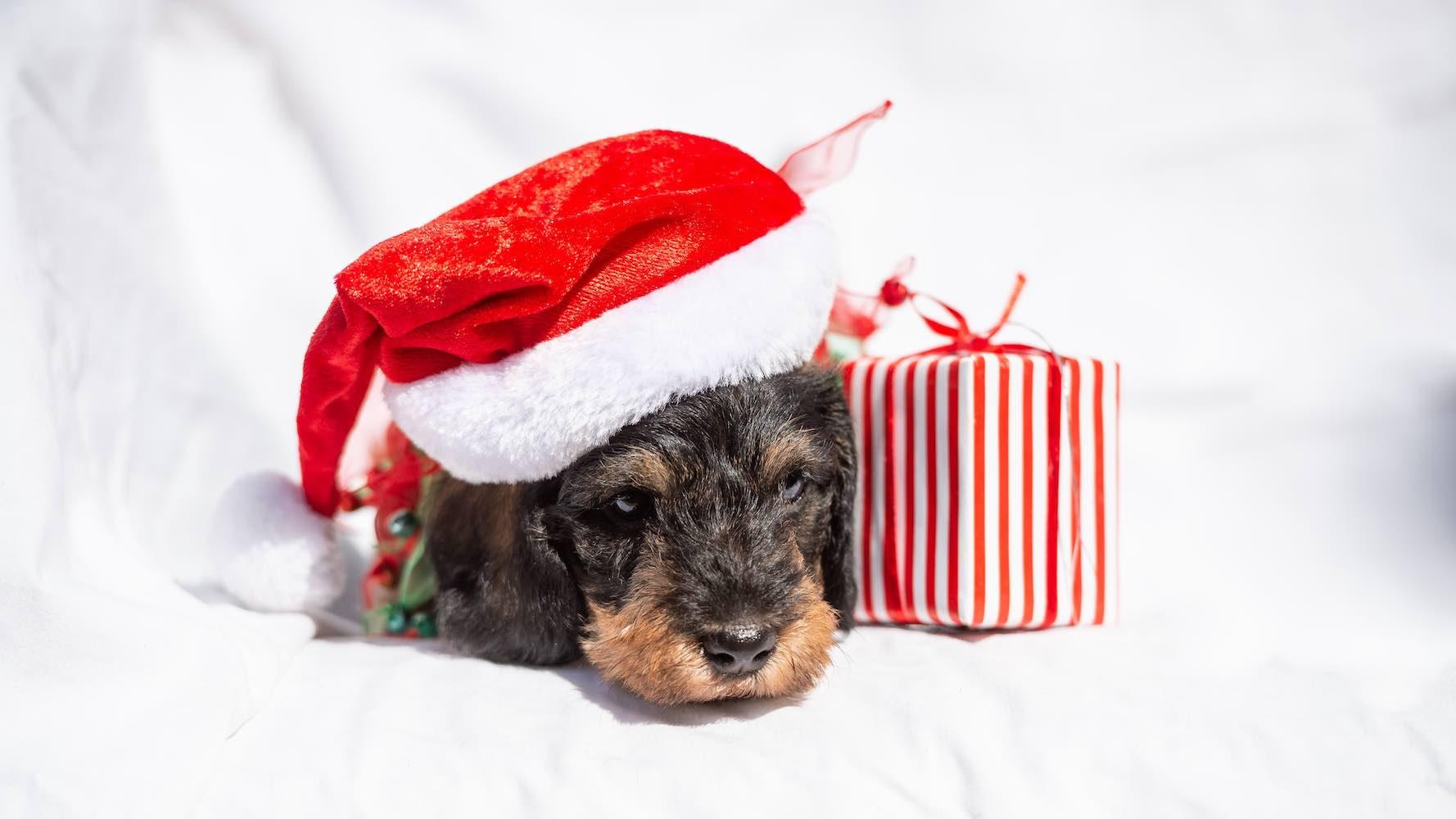 CHRISTMAS - Long Paws