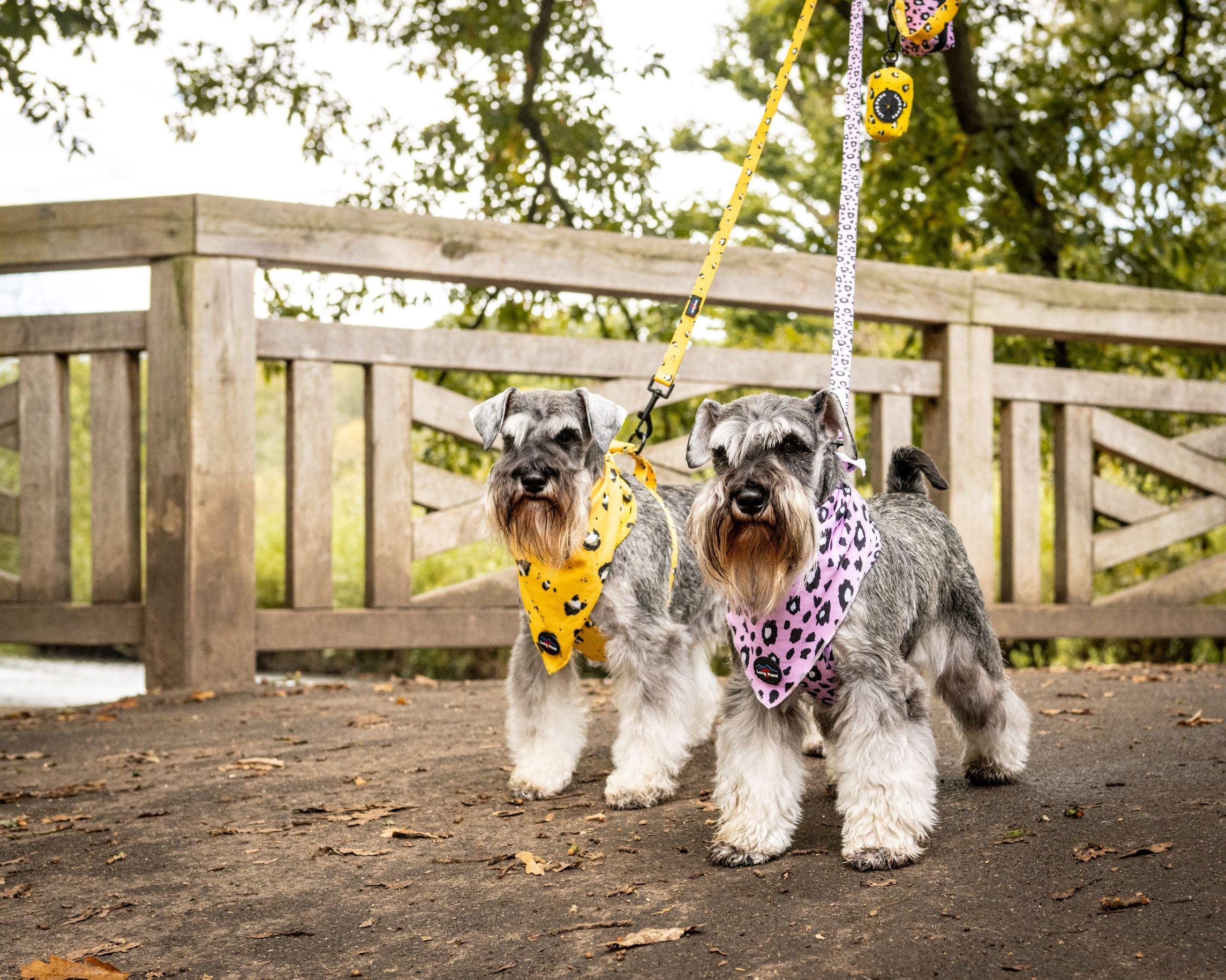 Funk The Dog - Long Paws