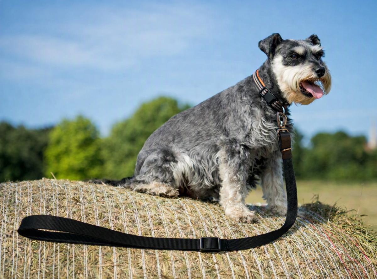 A gray and white Schnauzer dog sitting on a hay bale outdoors, wearing a black collar with a black leash attached. The background shows a blurred green field and blue sky.