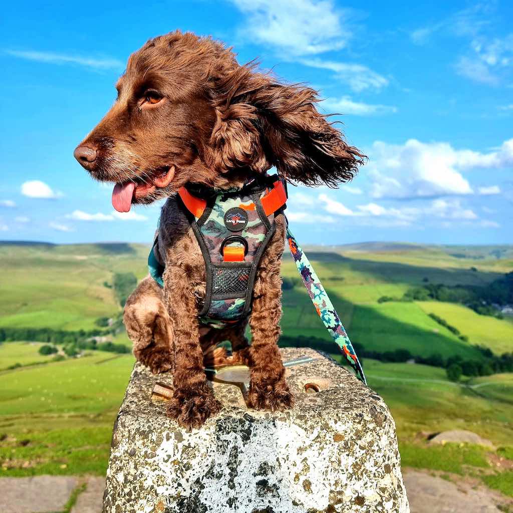 Earth Friendly - Trig Point Harness and Lead Set