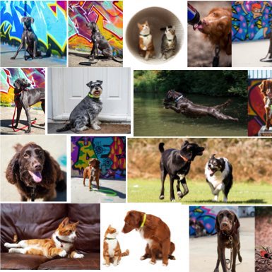 Exceptional Dog Gear