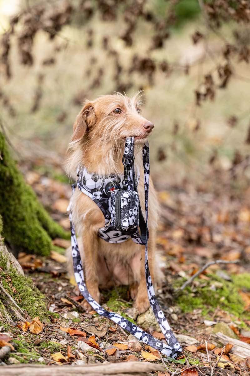 Funk the Dog Lead & Poo Bag Pouch Set | Black & White Footballs