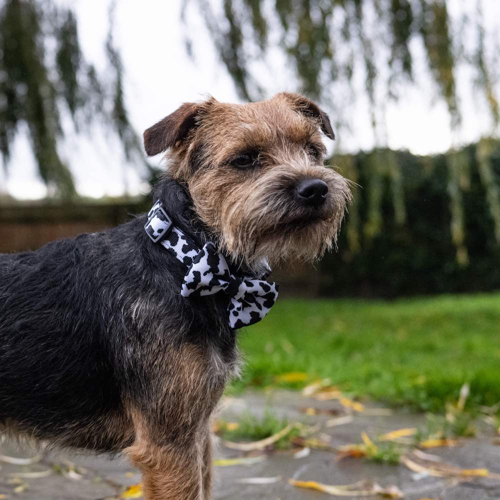 Funk the Dog Collar & Bow Set | Cow Print