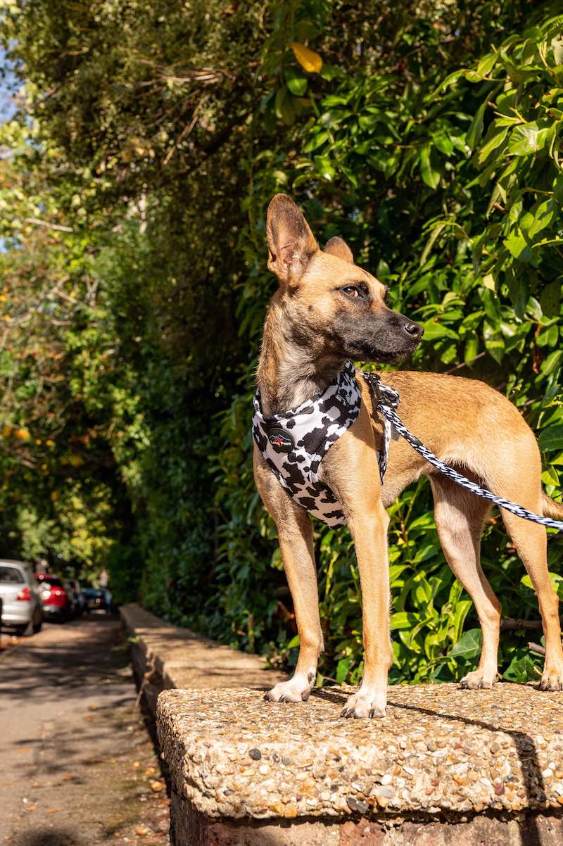 Funk the Dog Lead & Poo Bag Pouch Set | Cow Print