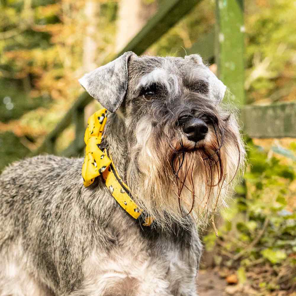 Funk the Dog Collar & Bow Set | Mustard Panda