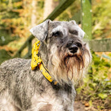 Funk the Dog Collar & Bow Set | Mustard Panda