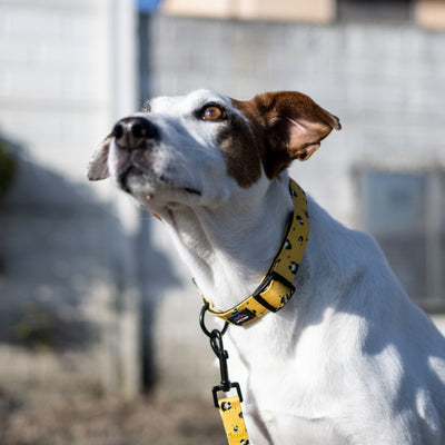 Funk The Dog Padded Dog Collar | Mustard Panda - 0