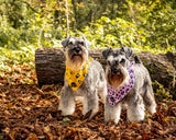 Funk the Dog Collar, Bowtie & Bandana Set | Pink Leopard