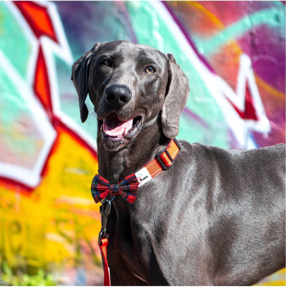 Funk The Dog Tartan Bow | Red Traditional Tartan
