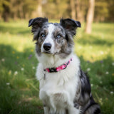 Funk The Dog Padded Dog Collar | Pink Camo
