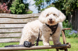 Funk the Dog Collar, Harness & Lead Set | Night Sky
