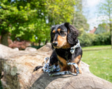 Funk the Dog Lead & Bowtie Set | Paint Splodge Grey, Green, Yellow & White