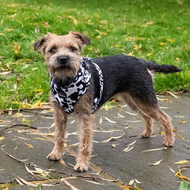 Funk The Dog Harness | Cow Print Dog Harness