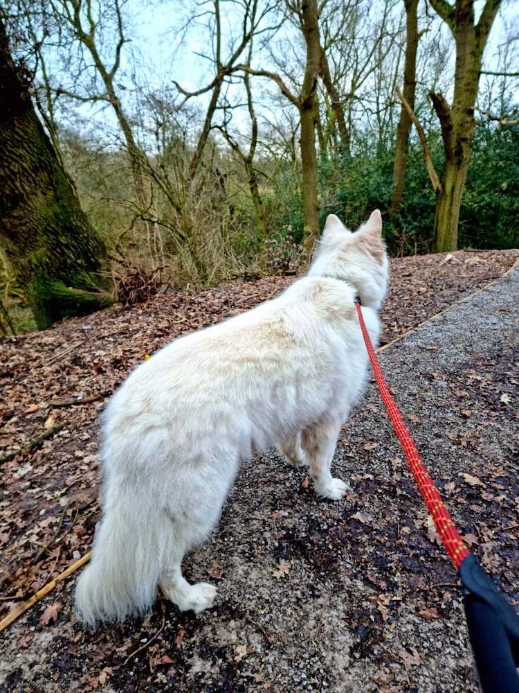 EASY SLIP-OFF LEAD FOR FREE RUNNING