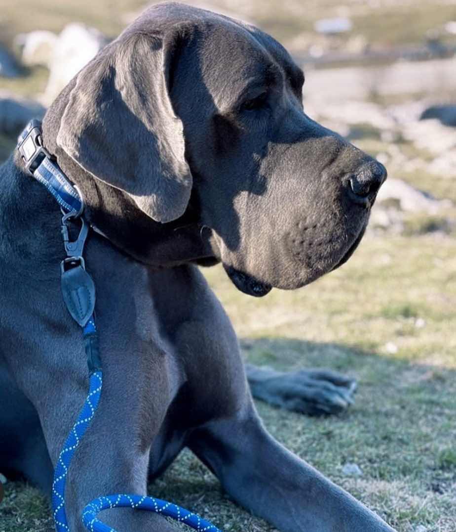 Comfort Reflective Padded Dog Collar | Navy Blue