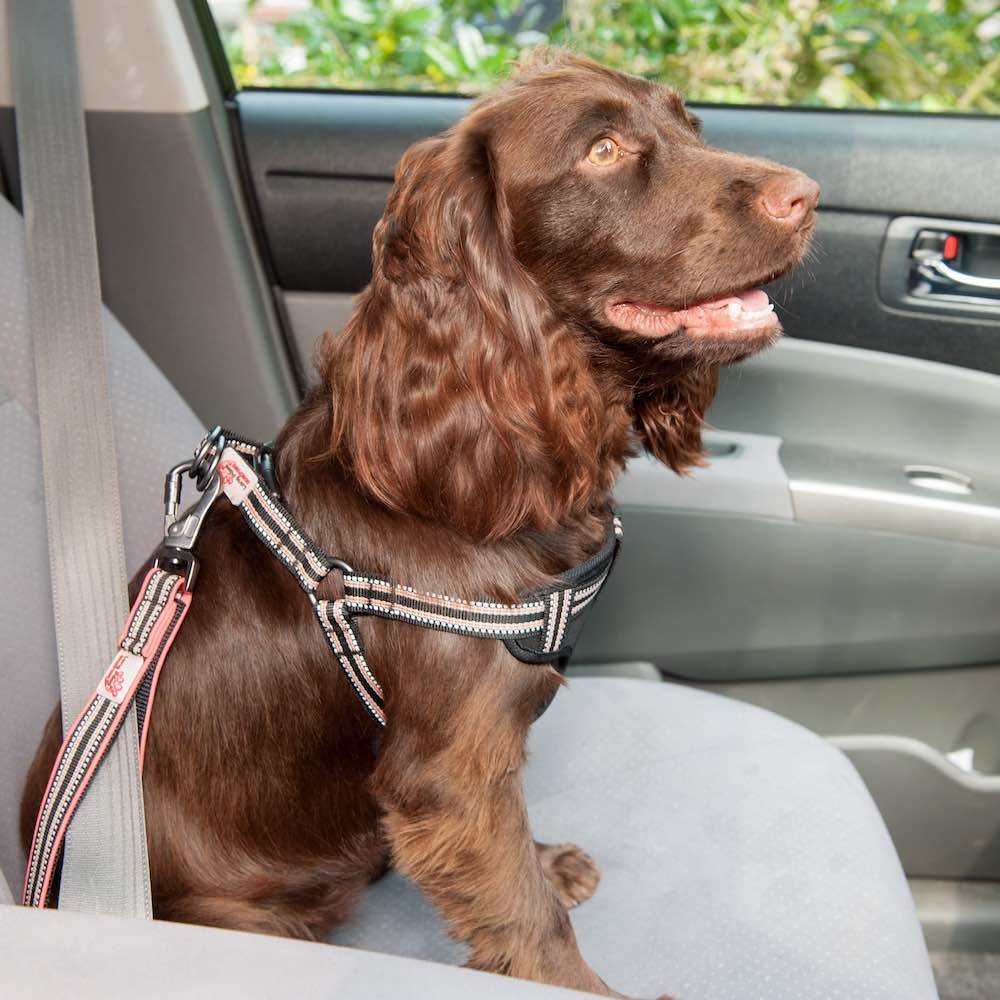 Comfort Step-in Dog Harness| Reflective | Black