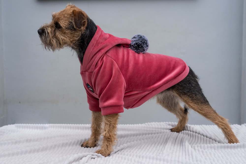 Leisure Dog Hoodie