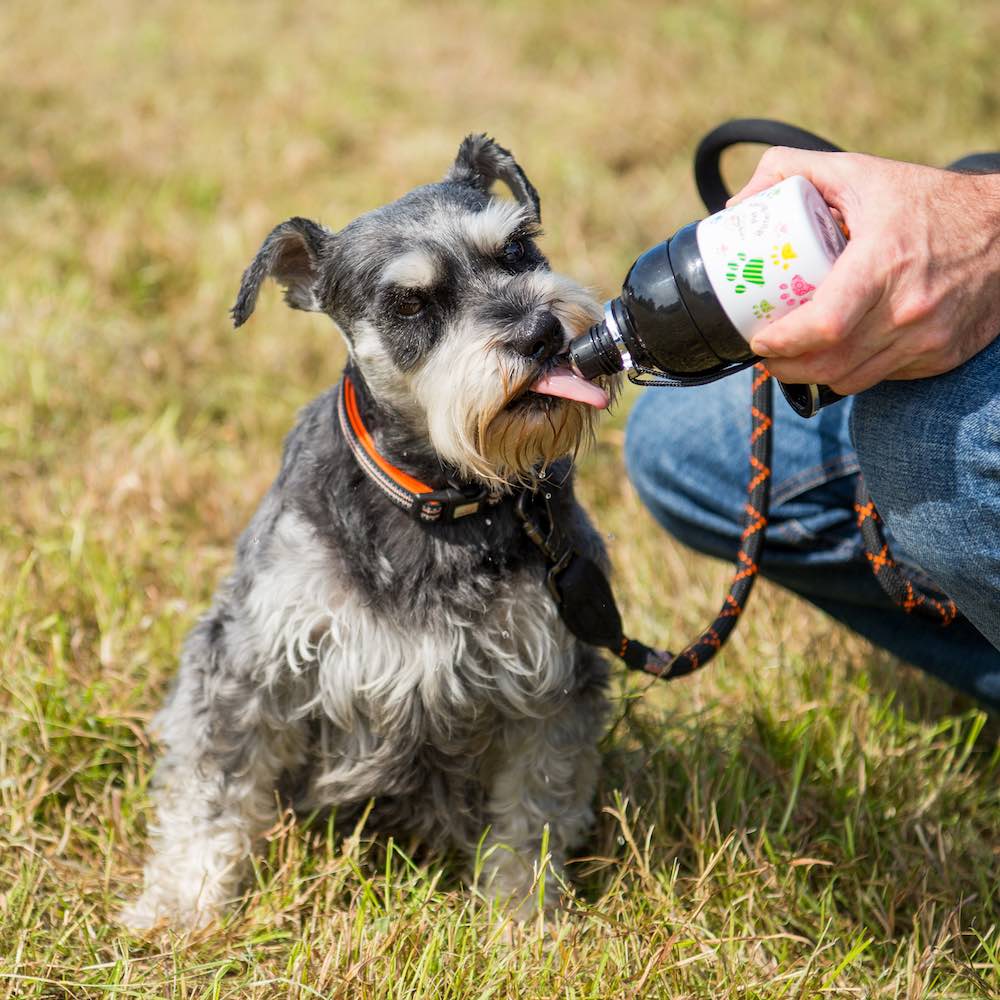 Why You Should Carry Water For Your Dogs?