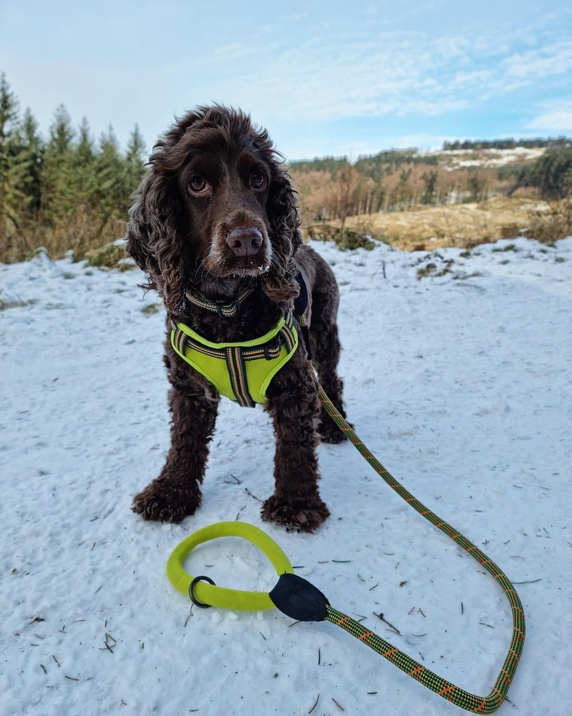 Comfort Step-in Dog Harness - Green - Long Paws