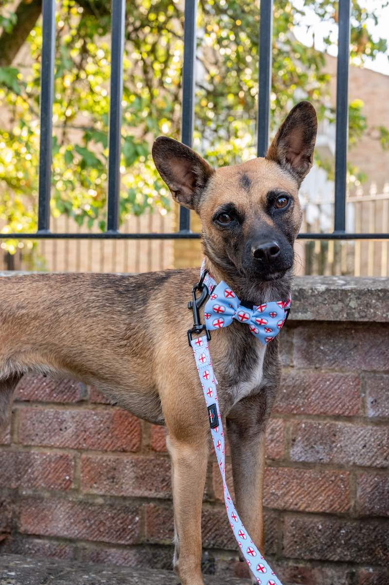 Funk The Dog Bow | St George's Heart