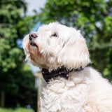 Funk the Dog Collar & Bow Set | Night Sky
