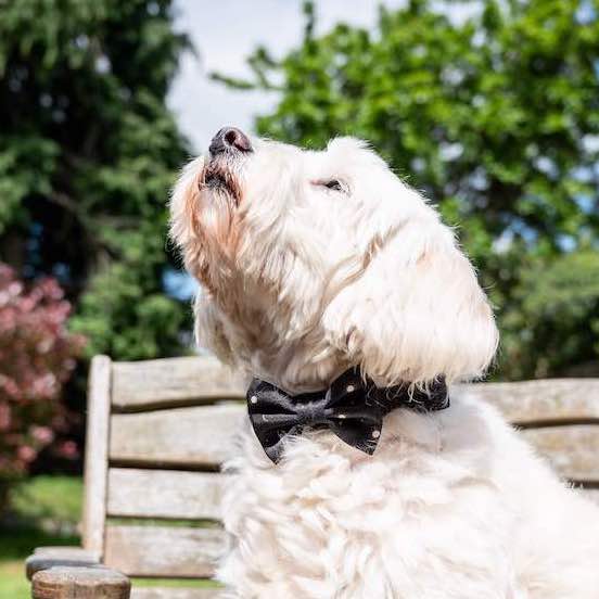 Funk the Dog Collar & Bow Set | Night Sky