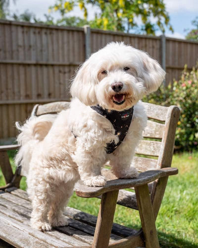 Funk the Dog Harness | Night Sky - Long Paws