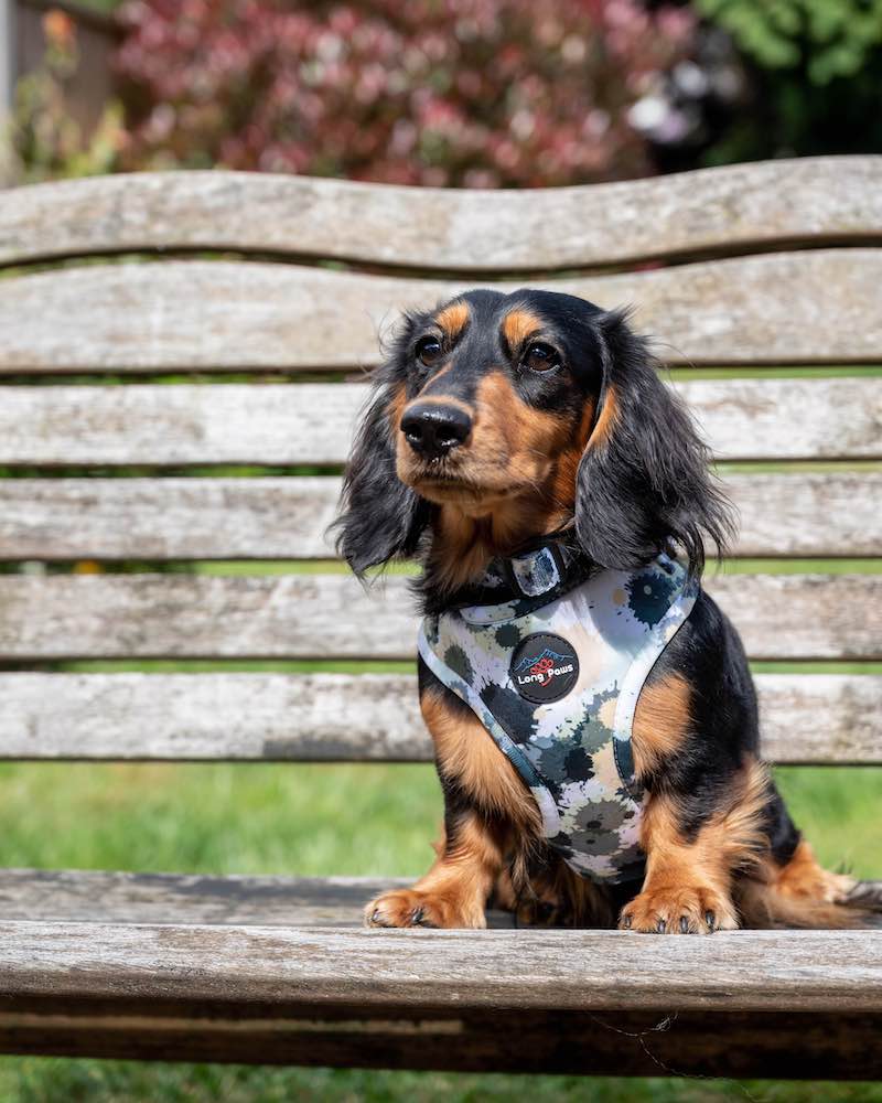 Funk the Dog Harness & Lead Set | Paint Splodge Grey, Green, Yellow & White