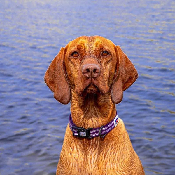 Comfort Dog Collar - Purple - Long Paws