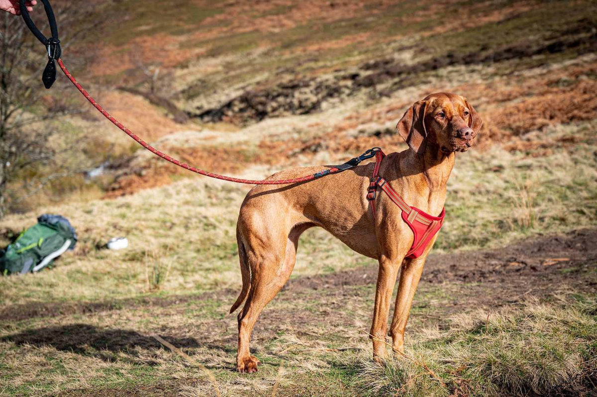 Comfort Step-in Dog Harness - Orange / Red - Long Paws