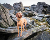Earth Friendly - Trig Point Collar - Long Paws