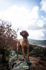 Funk the Dog Collar | Paint Splodge Grey - Long Paws