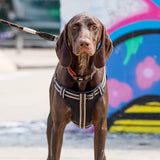 Comfort Step-in Dog Harness - Black - Long Paws