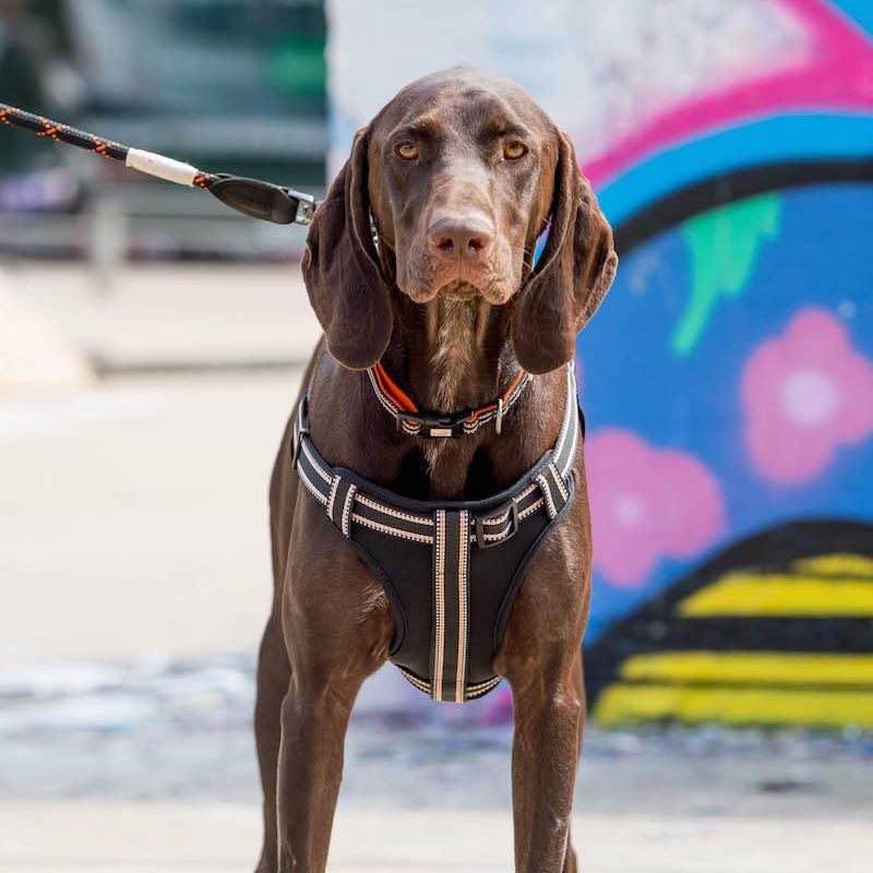 Comfort Step-in Dog Harness - Black - Long Paws