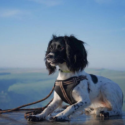 Comfort Step-in Dog Harness - Black - Long Paws