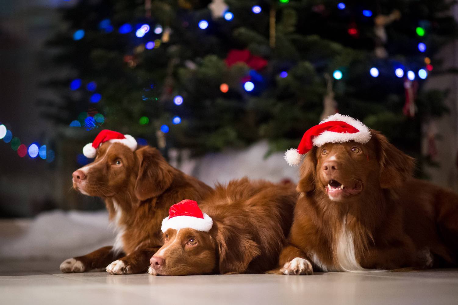 Christmas Collection | Christmas Dog Accessories
