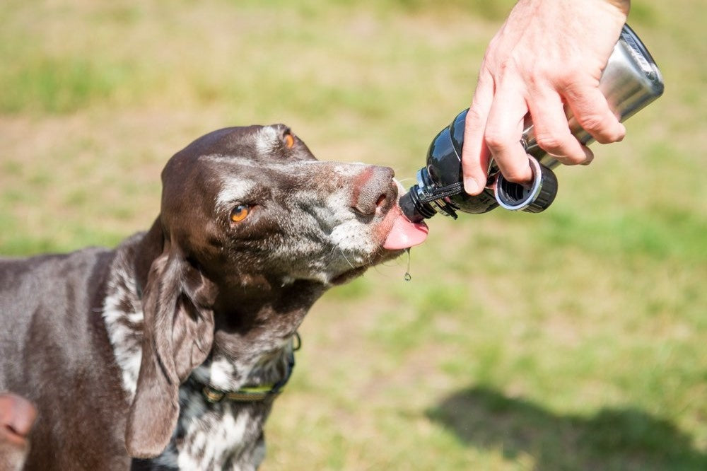 Dog Water Bottles