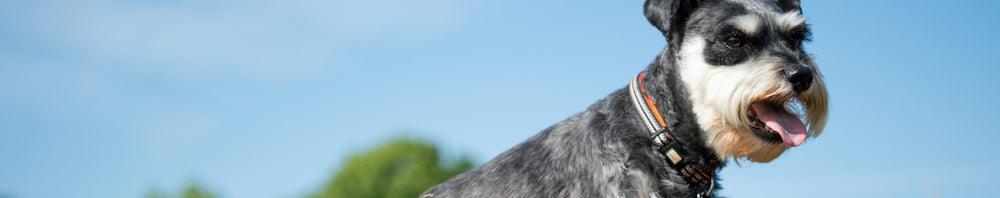 Dog Collar - Long Paws