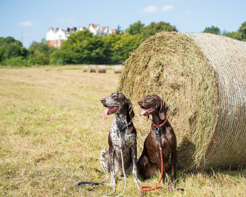 Award Winning Comfort Rope Lead