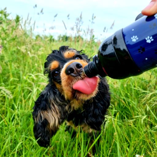 Dog Water Bottle, Lick 'n Flow, Navy Friend
