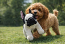 French Bulldog + Bundle-8