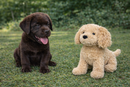 Tan Spaniel + Bundle-6