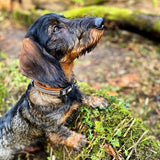 Comfort Reflective Padded Dog Collar | Black