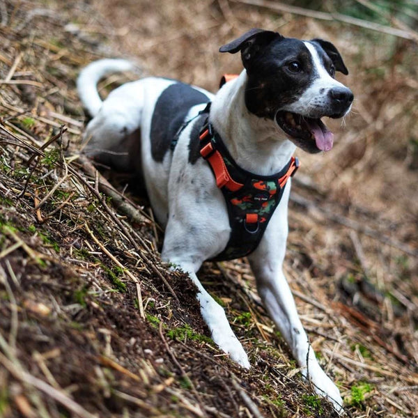 Earth Friendly - Trig Point Harness