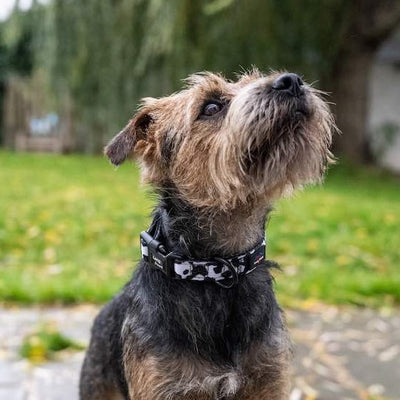 Funk The Dog Padded Dog Collar | Black & White Cow Print - 0