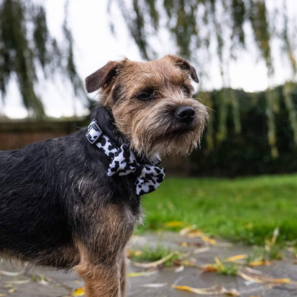 Funk the Dog Collar, Bowtie & Bandana Set | Cow Print