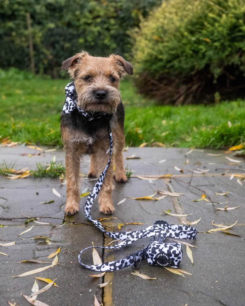 Funk the Dog Collar & Bow Set | Cow Print