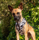 Funk the Dog Harness & Lead Set | Cow Print-5