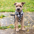 Funk the Dog Harness & Lead Set | Cow Print-2