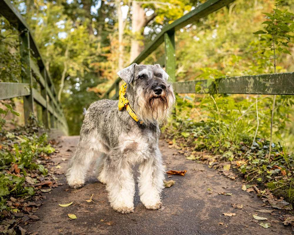 Funk the Dog Collar, Bowtie & Bandana Set | Mustard Panda